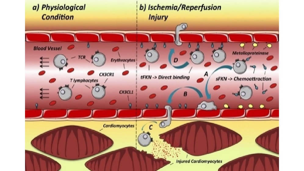 immune-cell-schematic